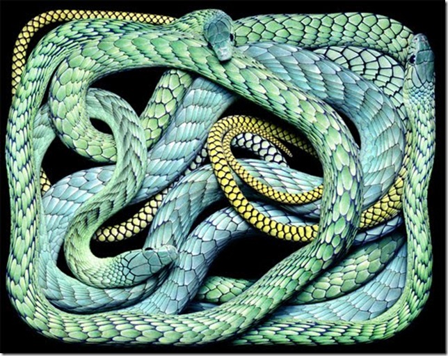 blue-snake blue-snake