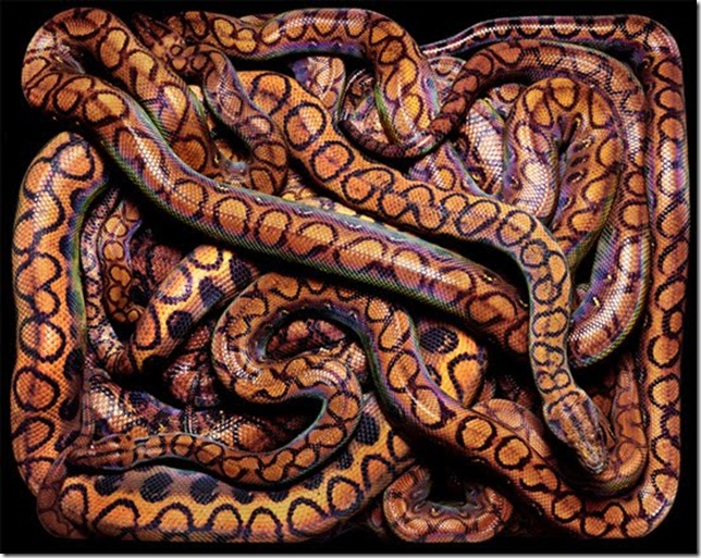 brown-snake brown-snake