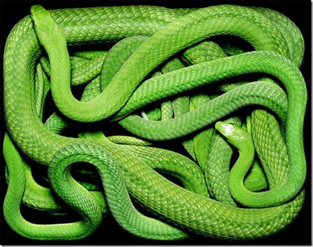 green-snake green-snake