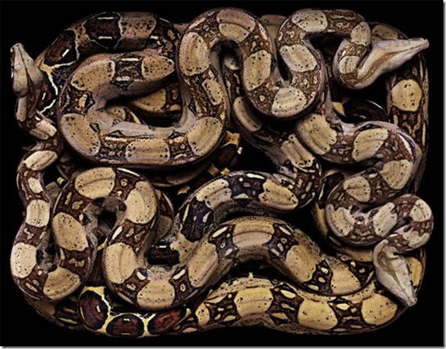 python python