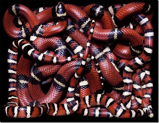 red-and-black-snake red-and-black-snake