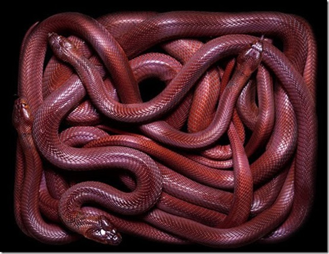 red-snake red-snake