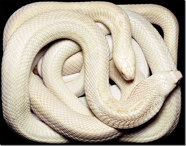white-cobra white-cobra