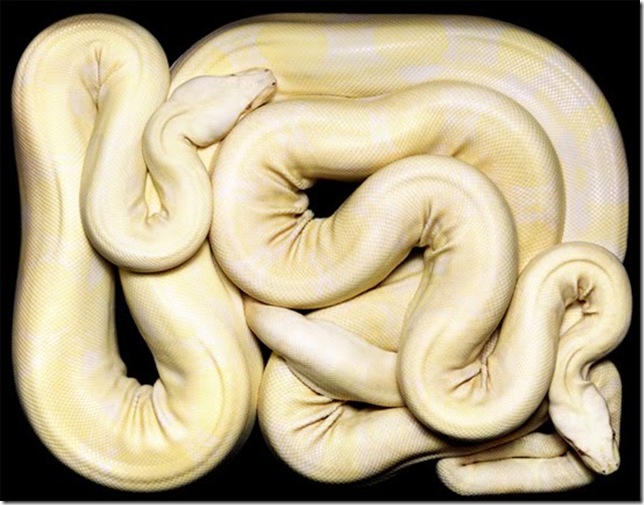 white-phyton white-phyton