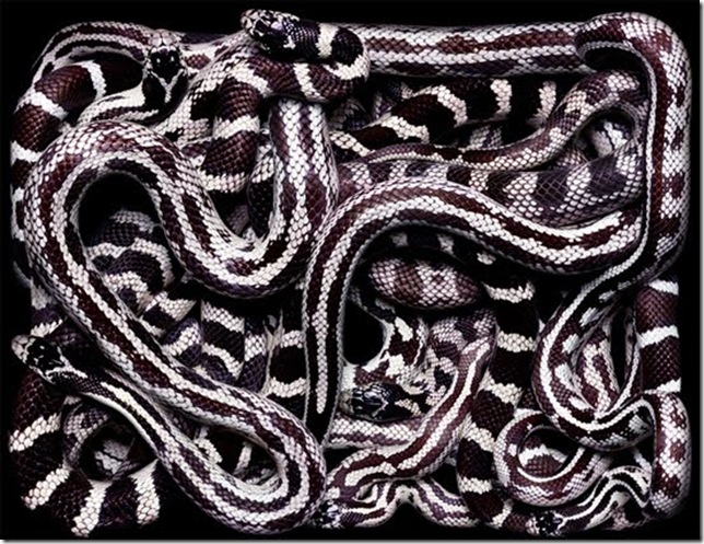 white-tiny-snake white-tiny-snake