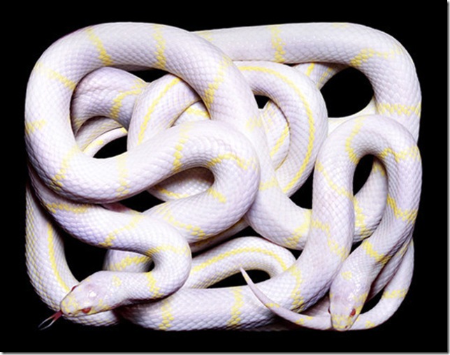 white-yellow-snake white-yellow-snake