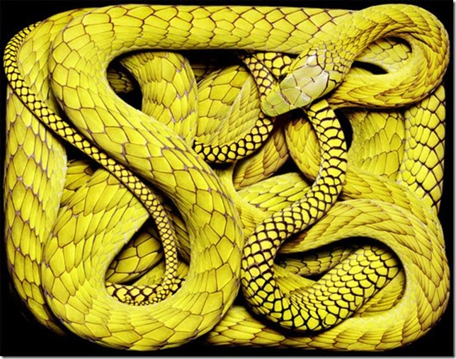 yellow-snake yellow-snake