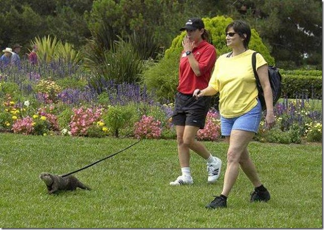 strange-pet-walking02 strange-pet-walking02