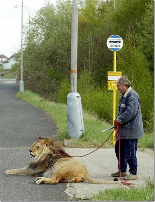 strange-pet-walking05 strange-pet-walking05