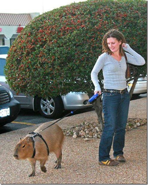 strange-pet-walking07 strange-pet-walking07