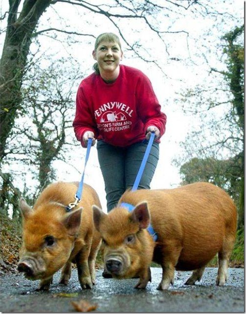 strange-pet-walking11 strange-pet-walking11