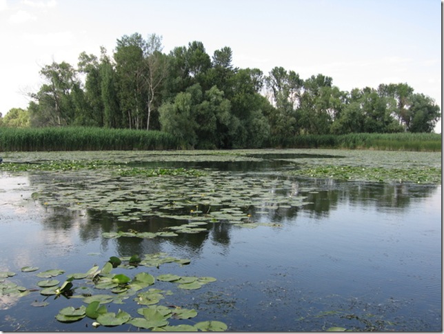 плавни Великого Луга