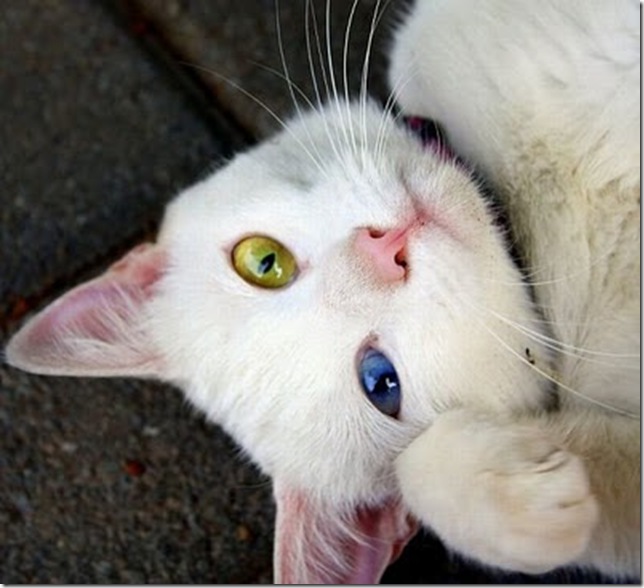 Animals_11 Animals_11