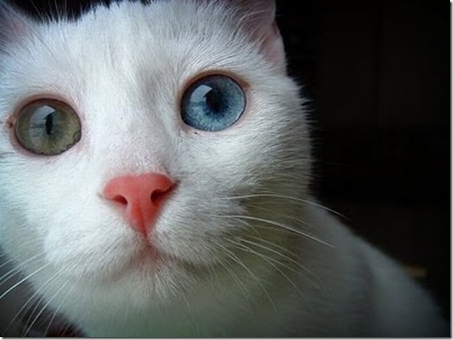Animals_12 Animals_12