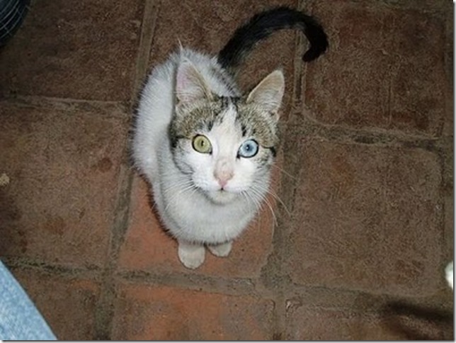 Animals_4 Animals_4