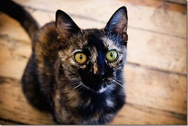 Animals_5 Animals_5