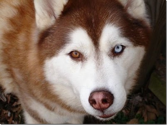 Animals_7 Animals_7