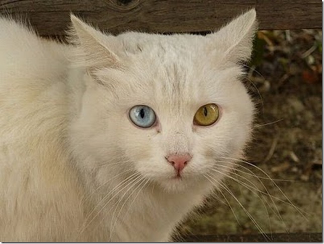 Animals_8 Animals_8