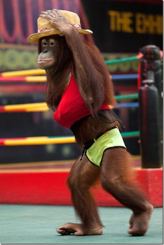 Orangutans-met-in-the-ring-Bangkok-10 Orangutans-met-in-the-ring-Bangkok-10