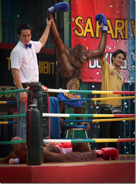 Orangutans-met-in-the-ring-Bangkok-12 Orangutans-met-in-the-ring-Bangkok-12