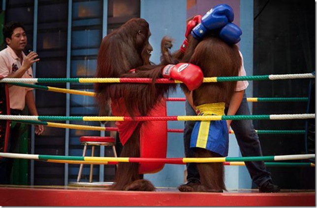 Orangutans-met-in-the-ring-Bangkok-14 Orangutans-met-in-the-ring-Bangkok-14