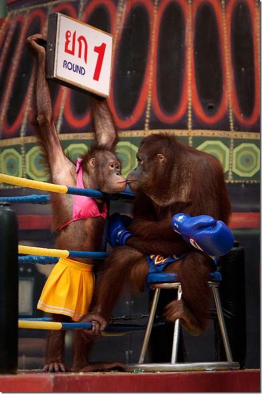 Orangutans-met-in-the-ring-Bangkok-2 Orangutans-met-in-the-ring-Bangkok-2