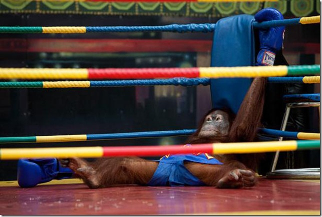 Orangutans-met-in-the-ring-Bangkok-3 Orangutans-met-in-the-ring-Bangkok-3