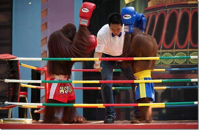 Orangutans-met-in-the-ring-Bangkok-4 Orangutans-met-in-the-ring-Bangkok-4