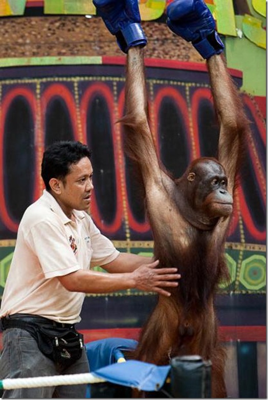 Orangutans-met-in-the-ring-Bangkok-5 Orangutans-met-in-the-ring-Bangkok-5