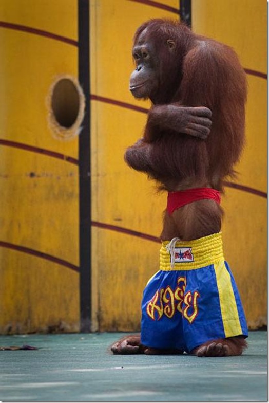 Orangutans-met-in-the-ring-Bangkok-6 Orangutans-met-in-the-ring-Bangkok-6
