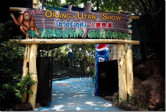Orangutans-met-in-the-ring-Bangkok-7 Orangutans-met-in-the-ring-Bangkok-7