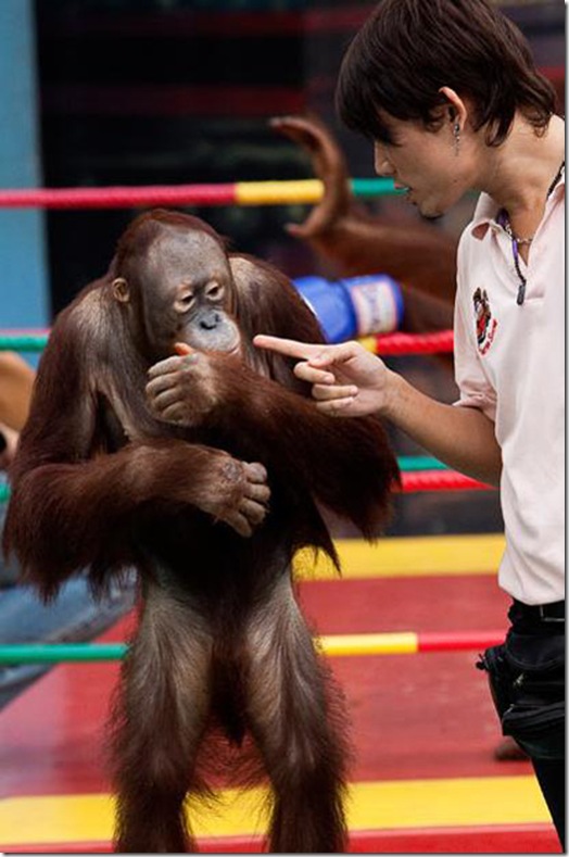 Orangutans-met-in-the-ring-Bangkok-8 Orangutans-met-in-the-ring-Bangkok-8