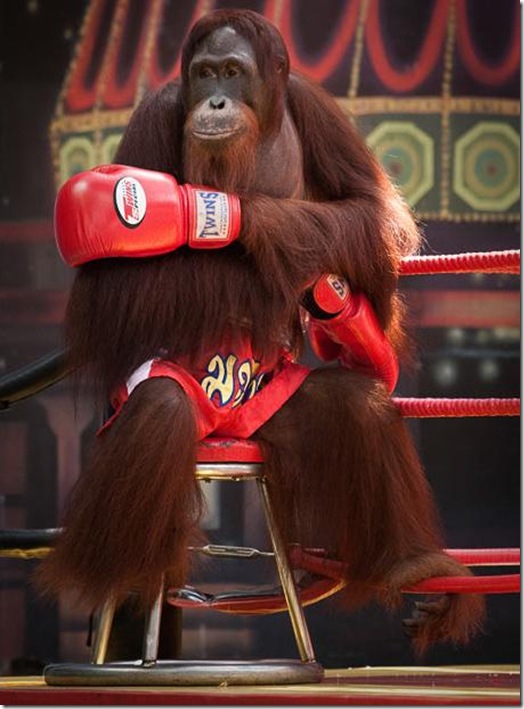 Orangutans-met-in-the-ring-Bangkok-9 Orangutans-met-in-the-ring-Bangkok-9