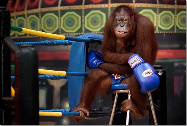 Orangutans-met-in-the-ring-Bangkok Orangutans-met-in-the-ring-Bangkok