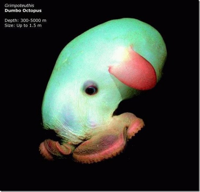 Dumbo Octopus осьминог дамбо в глубинах океана