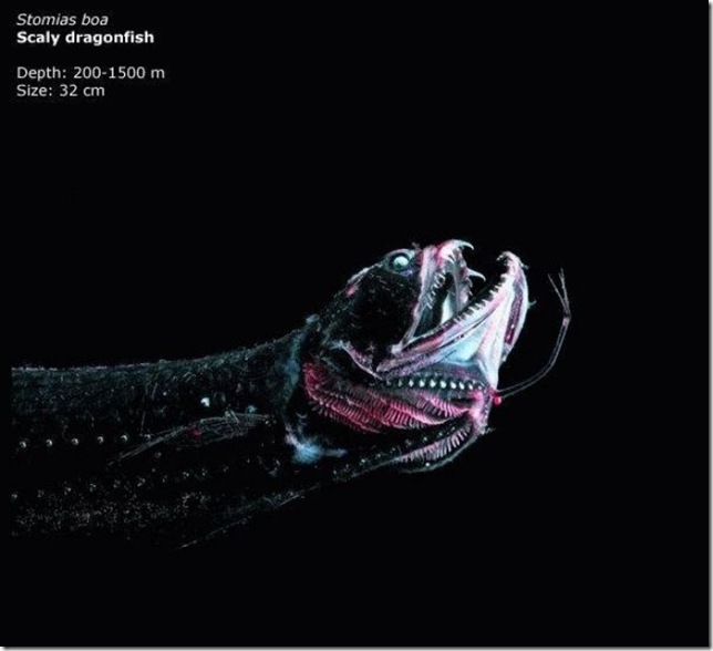 Scaly Dragonfish чешуйчатая драконовая рыба в темноте океана
