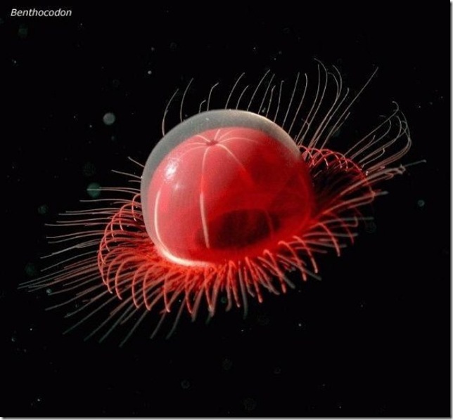 benthocodon глубоководная медуза в толще океана