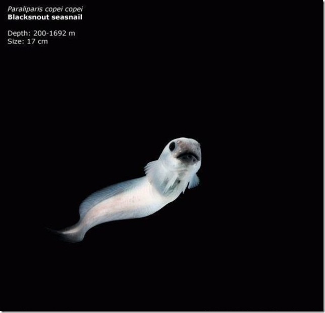 blacksnout seasnail глубоководная улиткообразная рыба