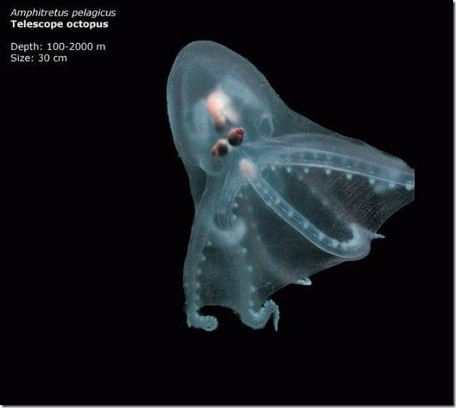 telescope octopus телескопический осьминог в толще воды