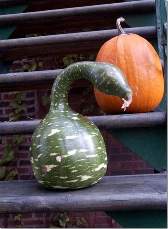 unusual-fruit-and-vegetables07 unusual-fruit-and-vegetables07
