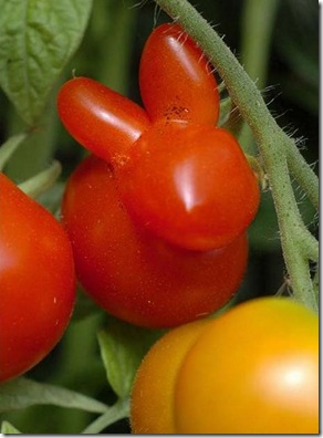 unusual-fruit-and-vegetables17 unusual-fruit-and-vegetables17