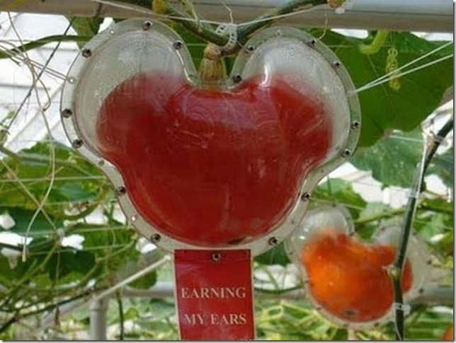 unusual-fruit-and-vegetables27 unusual-fruit-and-vegetables27