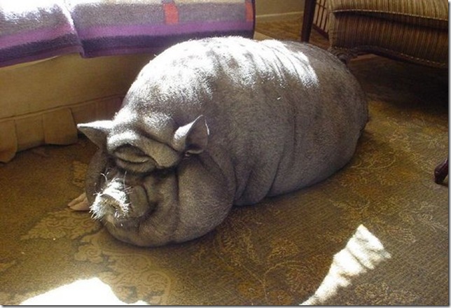 huge-animals10 huge-animals10