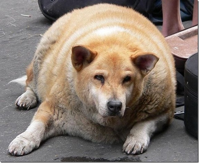 huge-animals13 huge-animals13