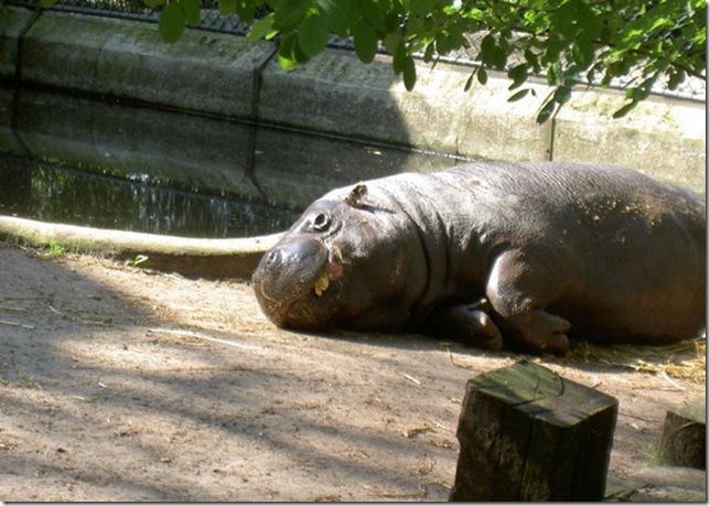 huge-animals25 huge-animals25