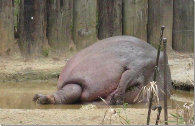 huge-animals35 huge-animals35