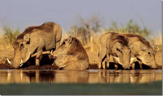 Отражение стада зебр в воде — уникальный кадр Грега дю Туа