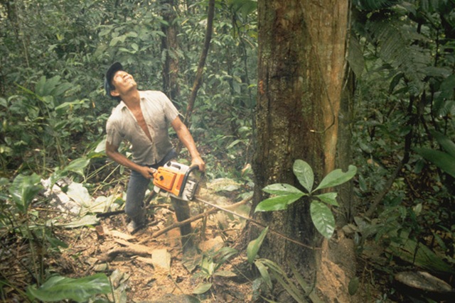 исчезающие леса исчезающие леса