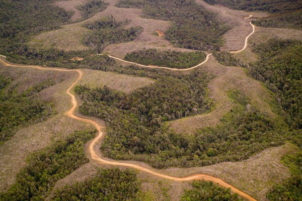 Тропические леса Тропические леса