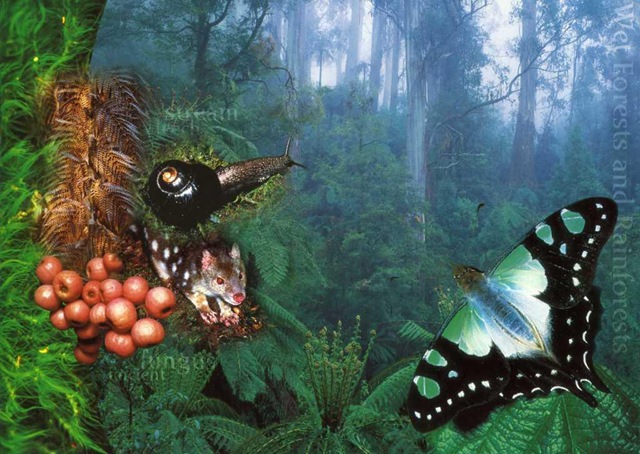 фауна лесов фауна лесов